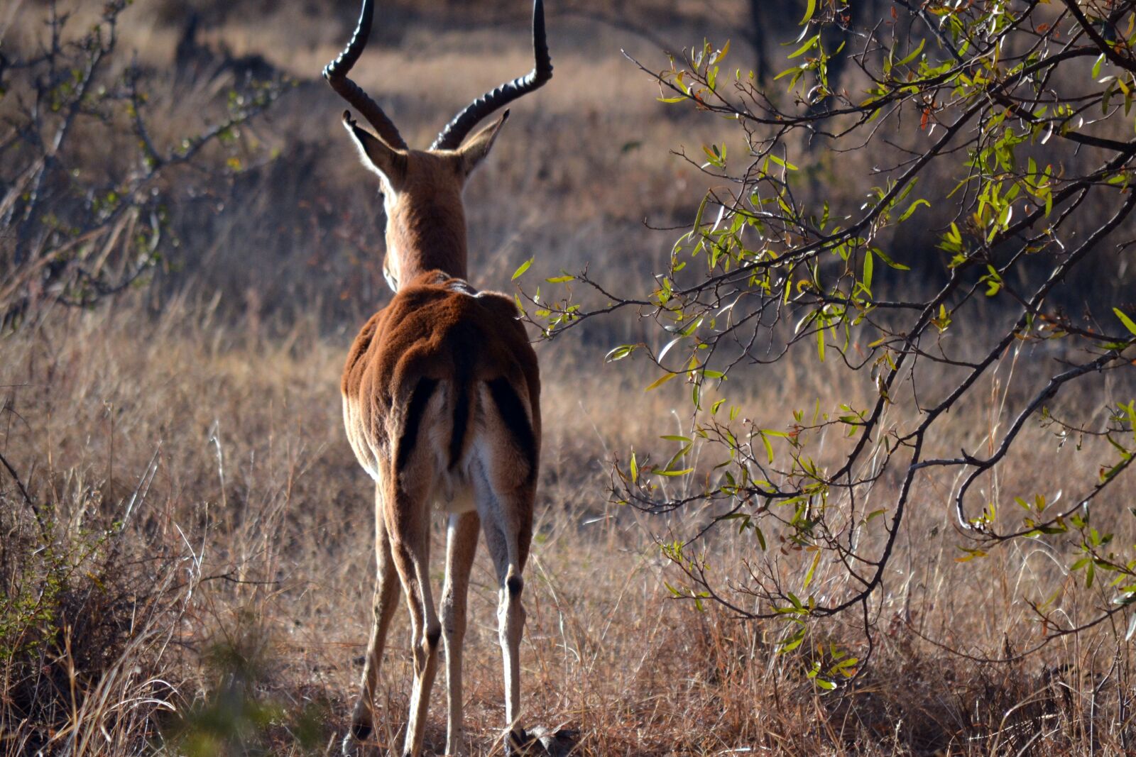 Nikon D3100 sample photo. Springbok, wildlife, africa photography