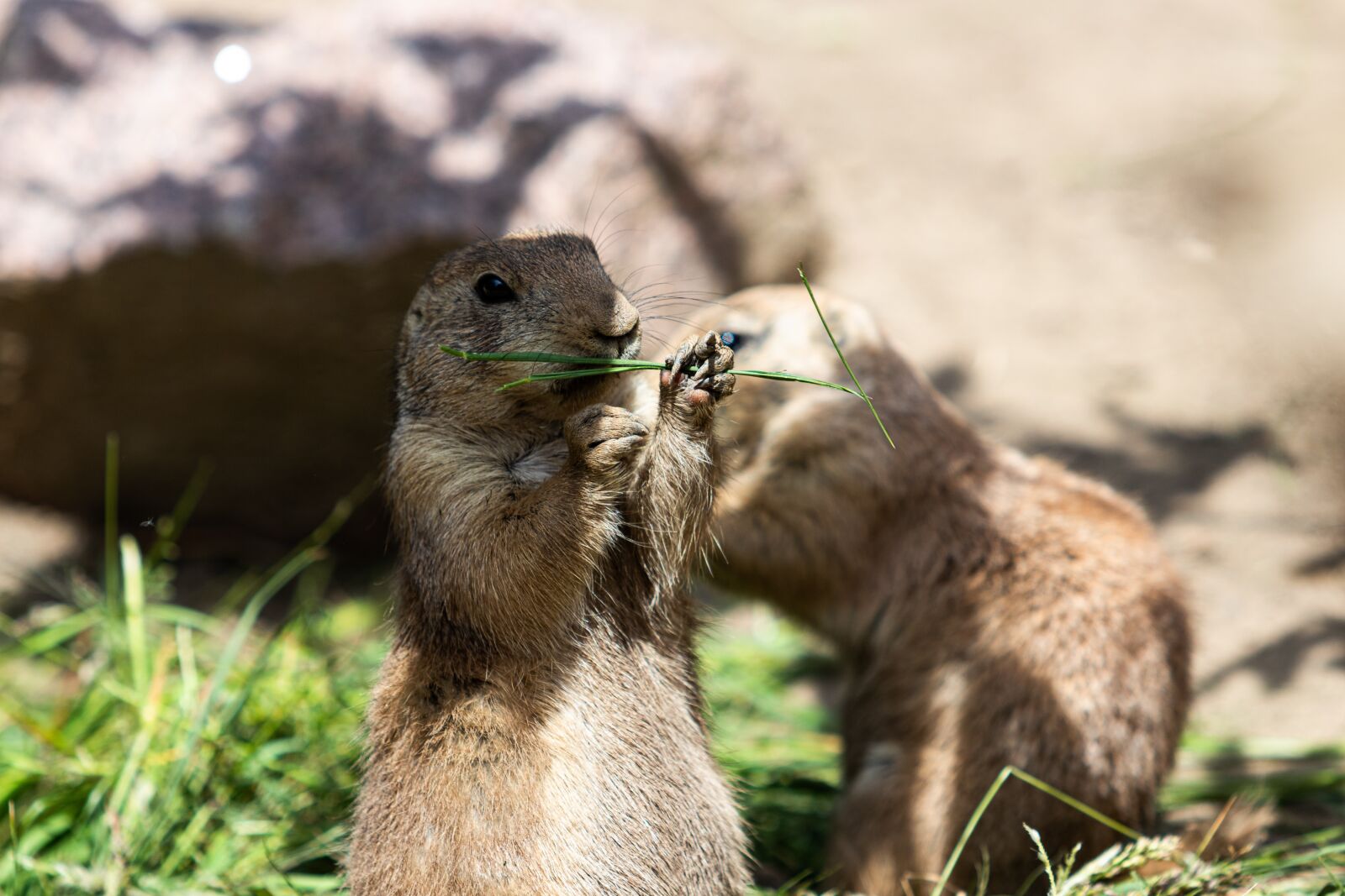 Canon EOS 80D + Canon EF 70-200mm F2.8L USM sample photo. Ground squirrel, animal, zoo photography