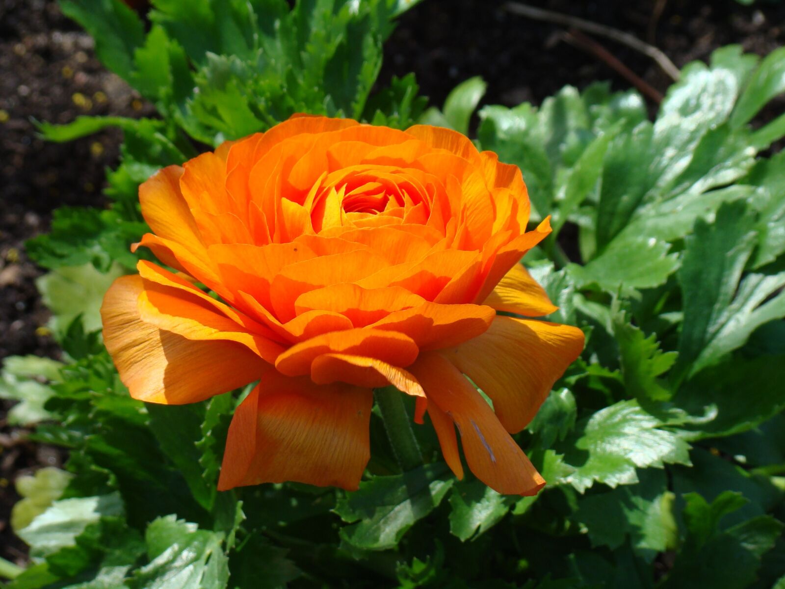 Sony DSC-H7 sample photo. Flowers, orange, plant photography