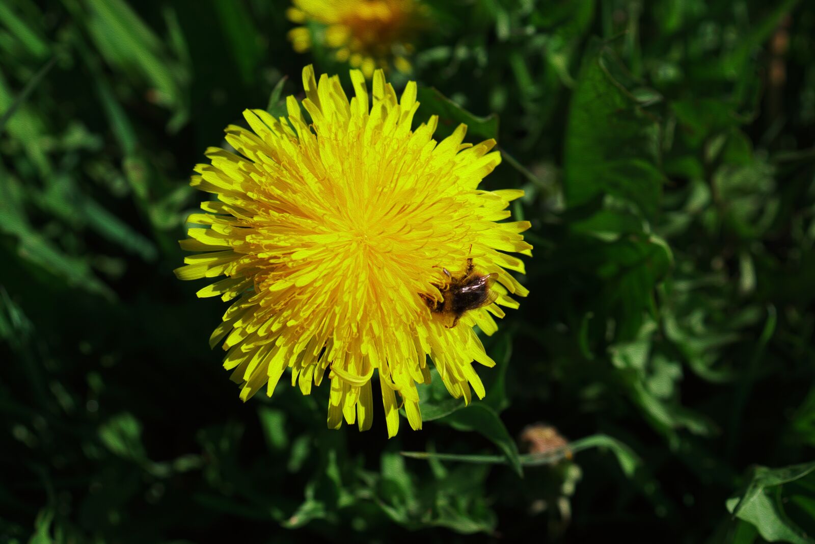 Sony SLT-A68 sample photo. Flower, yellow, spring photography