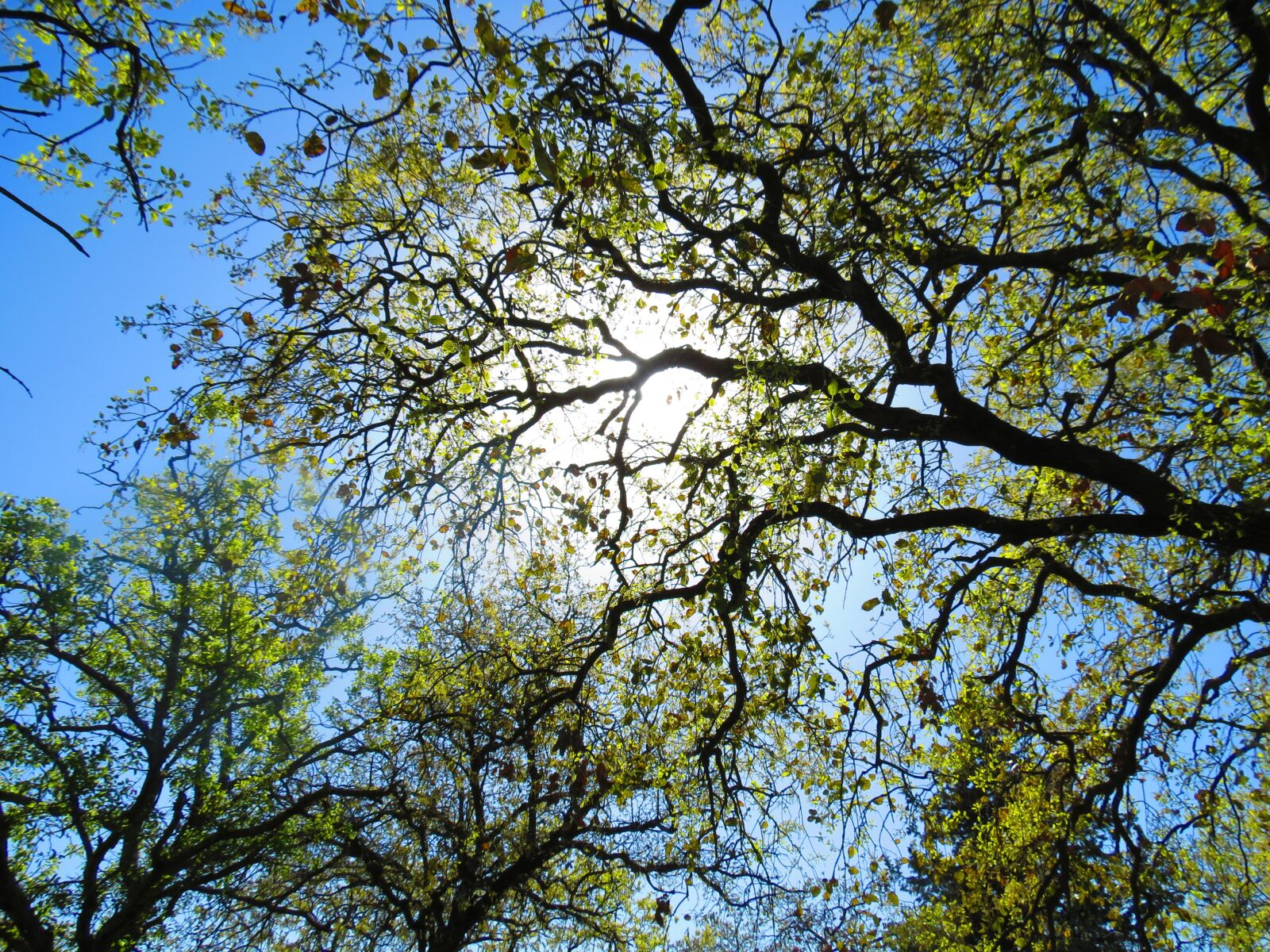 Canon PowerShot SX40 HS sample photo. Tree, plant, green photography
