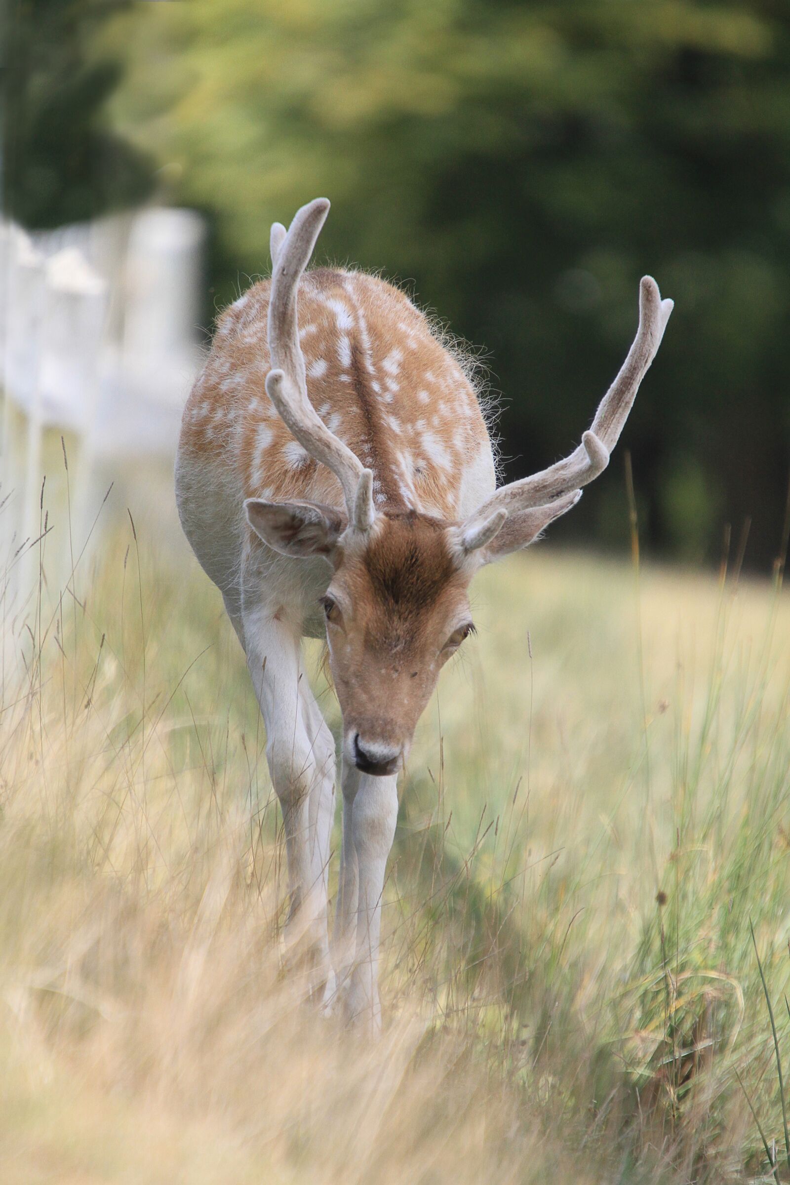 Canon EOS 7D sample photo. Wild, suede, deer photography