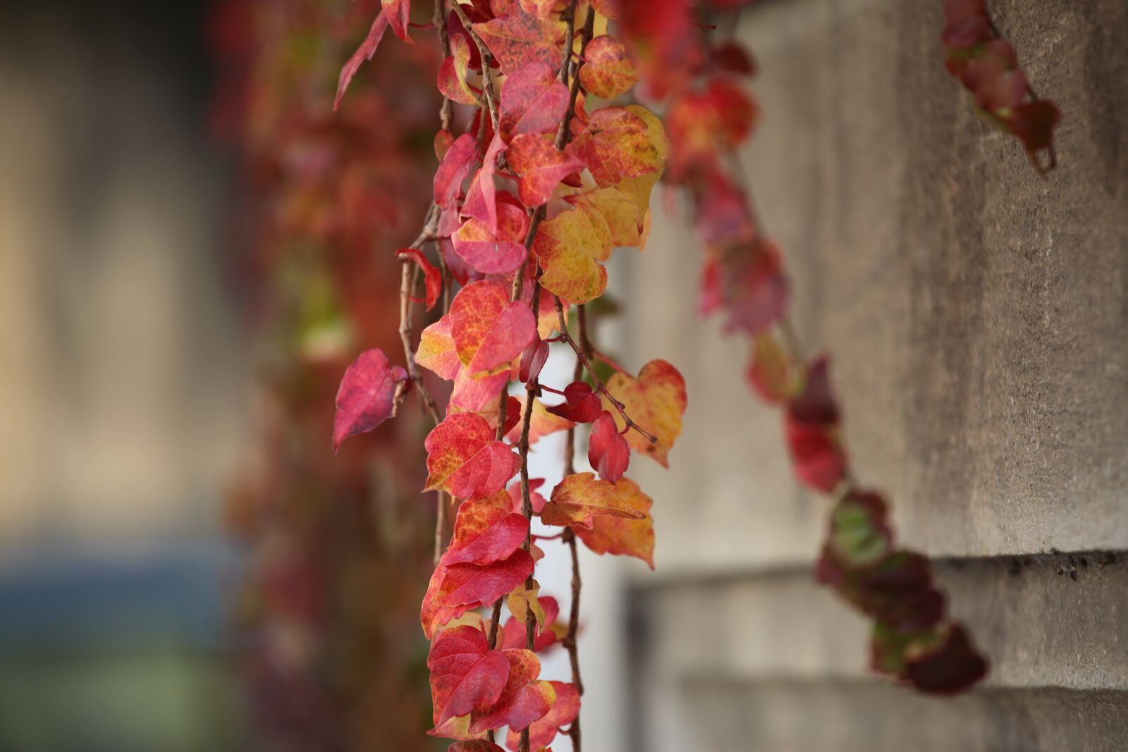 Canon EOS 5D Mark II sample photo. Akiba, autumn, maple photography