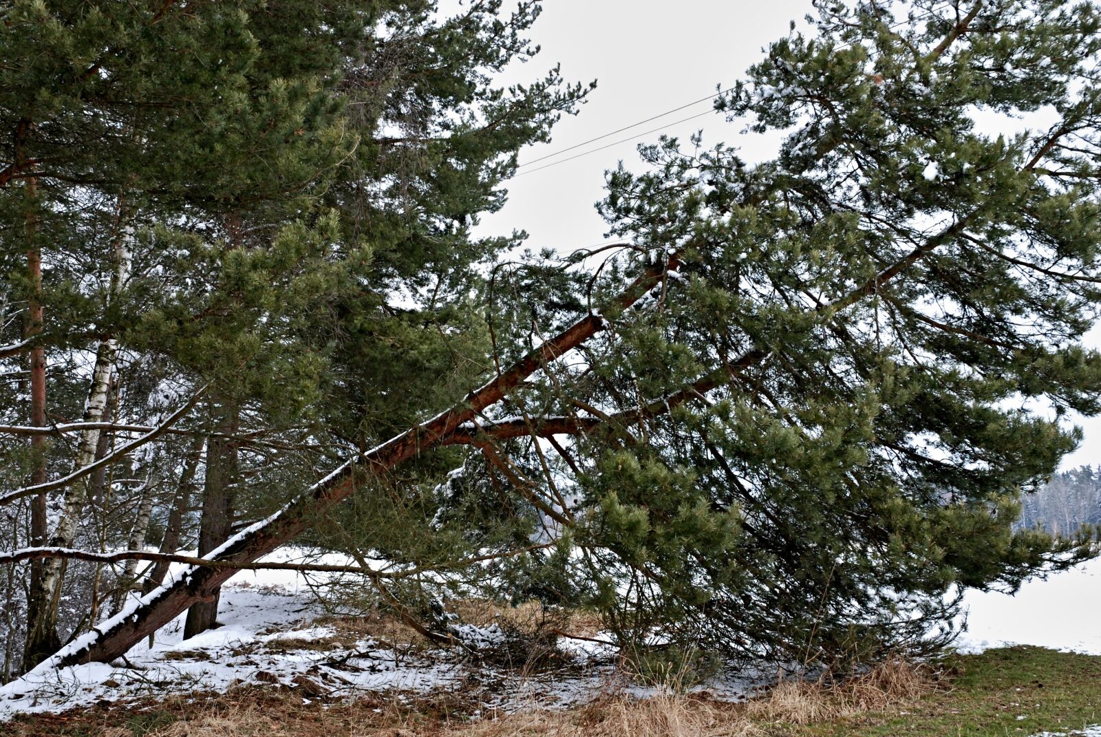 Nikon D80 sample photo. Forest, tree, pine photography