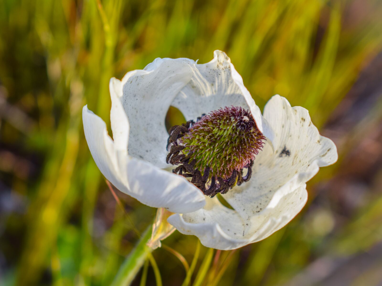 Nikon D3300 sample photo. Wildflower, white, spring photography