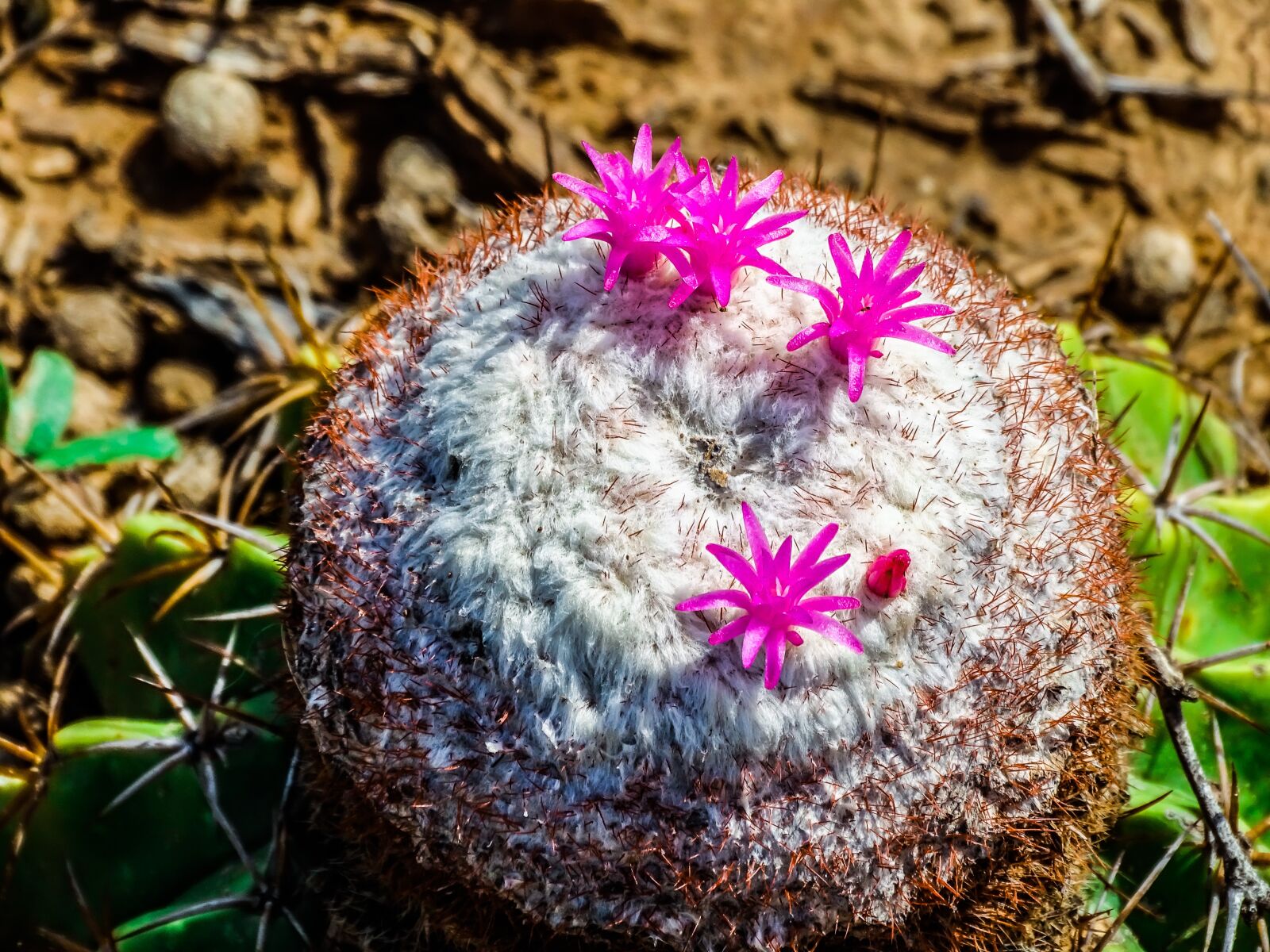 Sony Cyber-shot DSC-HX400V sample photo. Cactus, blossom, bloom photography