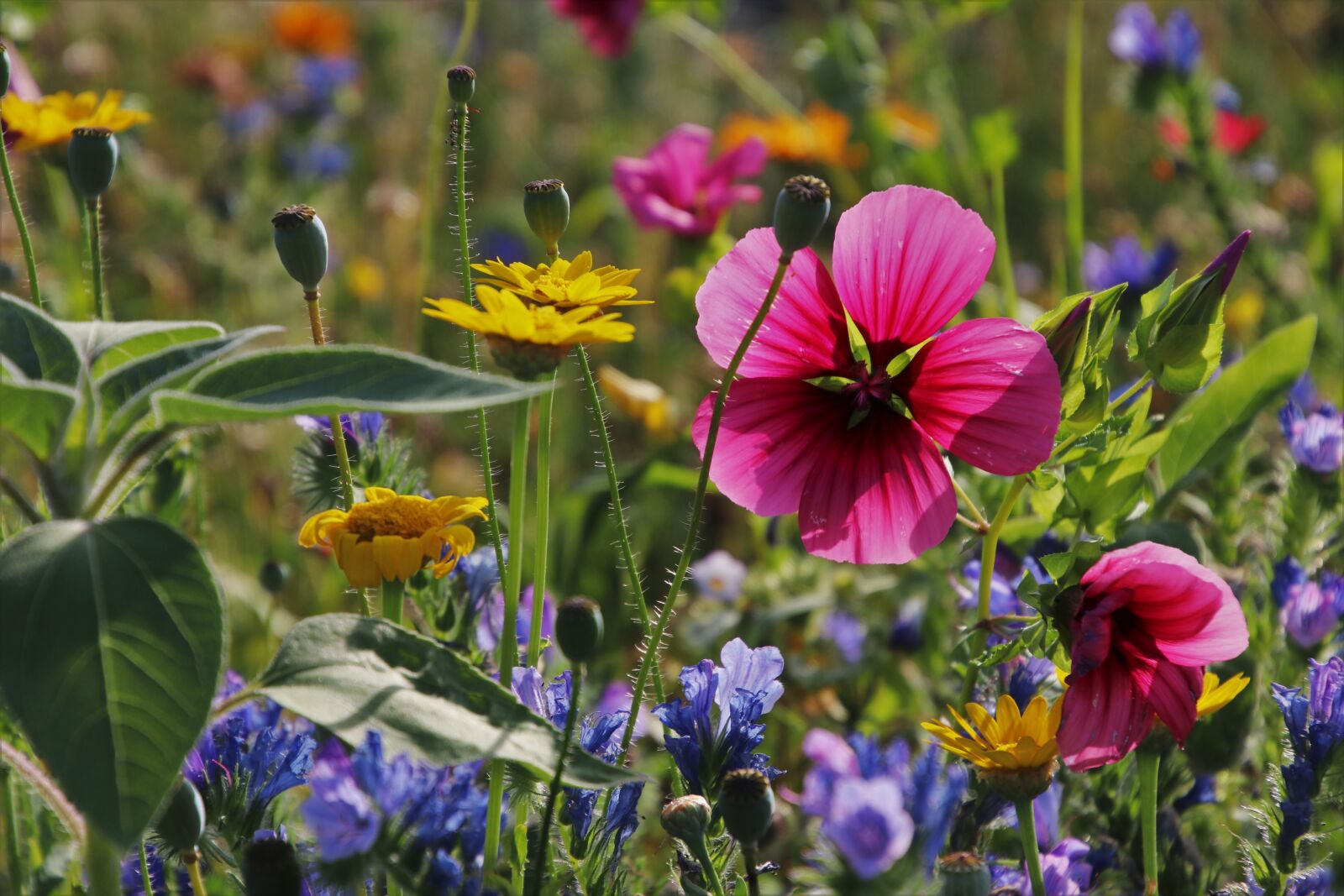 Canon EOS 80D sample photo. Mood, meadow, wildflowers photography