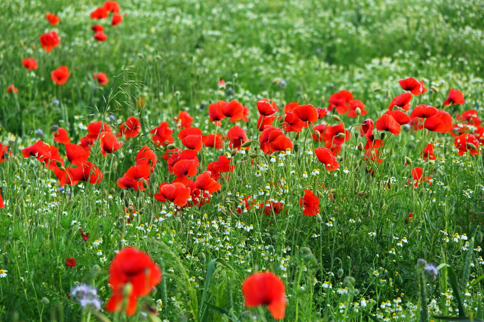 Canon EF-S 55-250mm F4-5.6 IS STM sample photo. Flower meadow, klatschmohn, nature photography