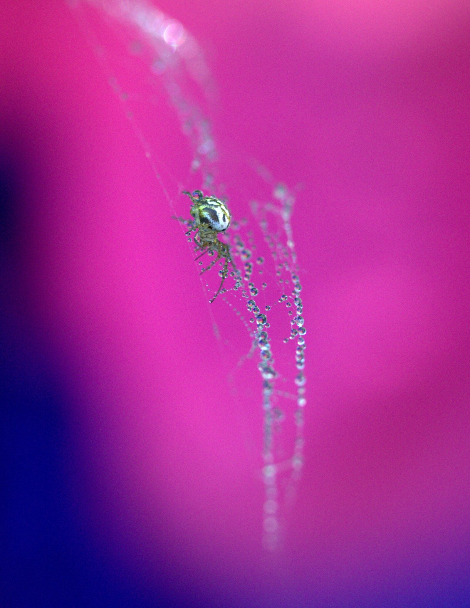 Canon EF-S 60mm F2.8 Macro USM sample photo. Spider, spider web, drops photography