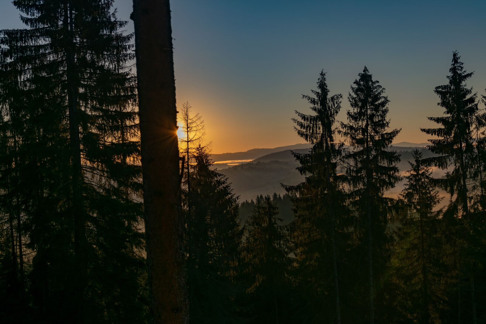Nikon D3300 sample photo. Sunrise, critter, forest photography