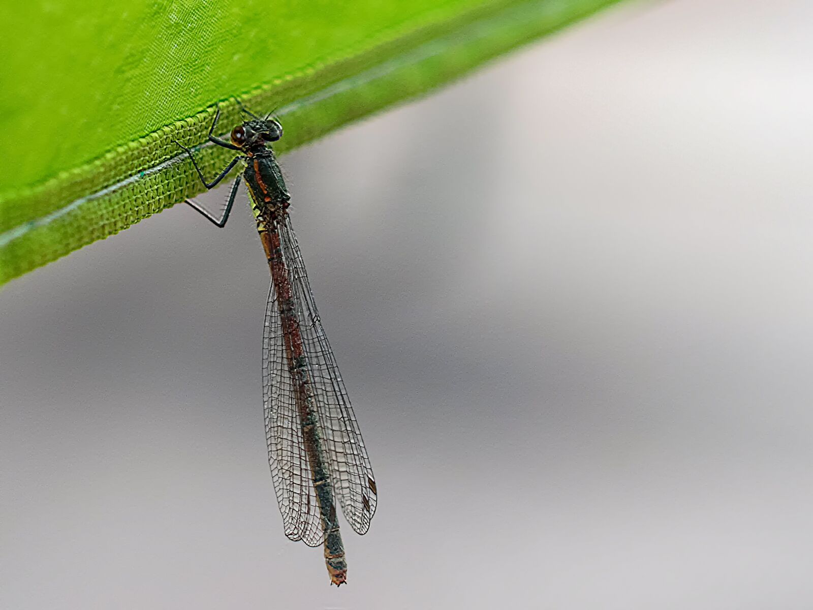 Nikon D3300 sample photo. Dragonfly, animal, insect photography