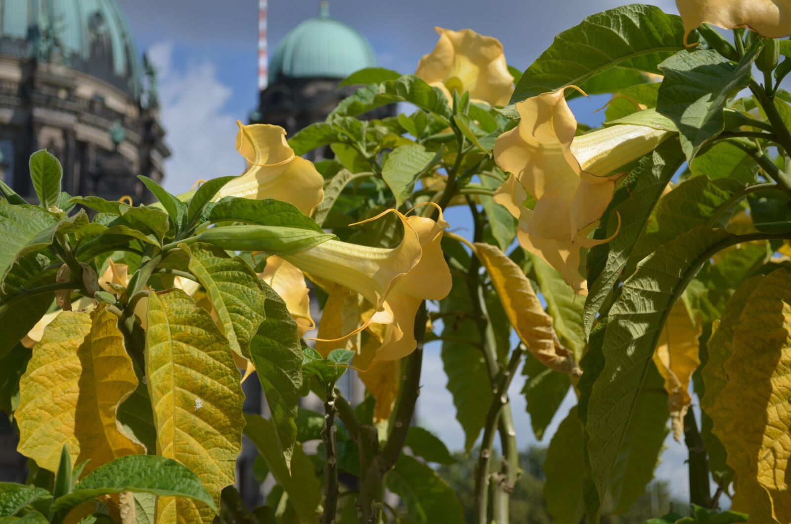 Nikon D5100 sample photo. Flowers, nature, flower photography