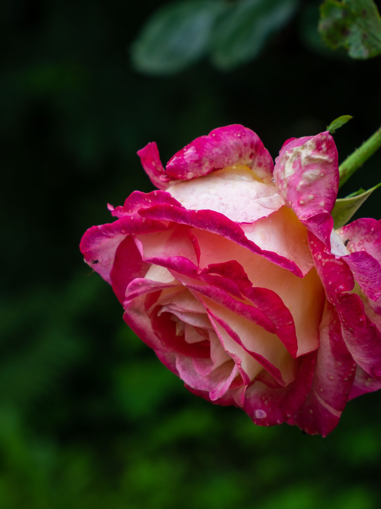 Olympus M.Zuiko Digital ED 12-200mm F3.5-6.3 sample photo. Rose, close up, pink photography