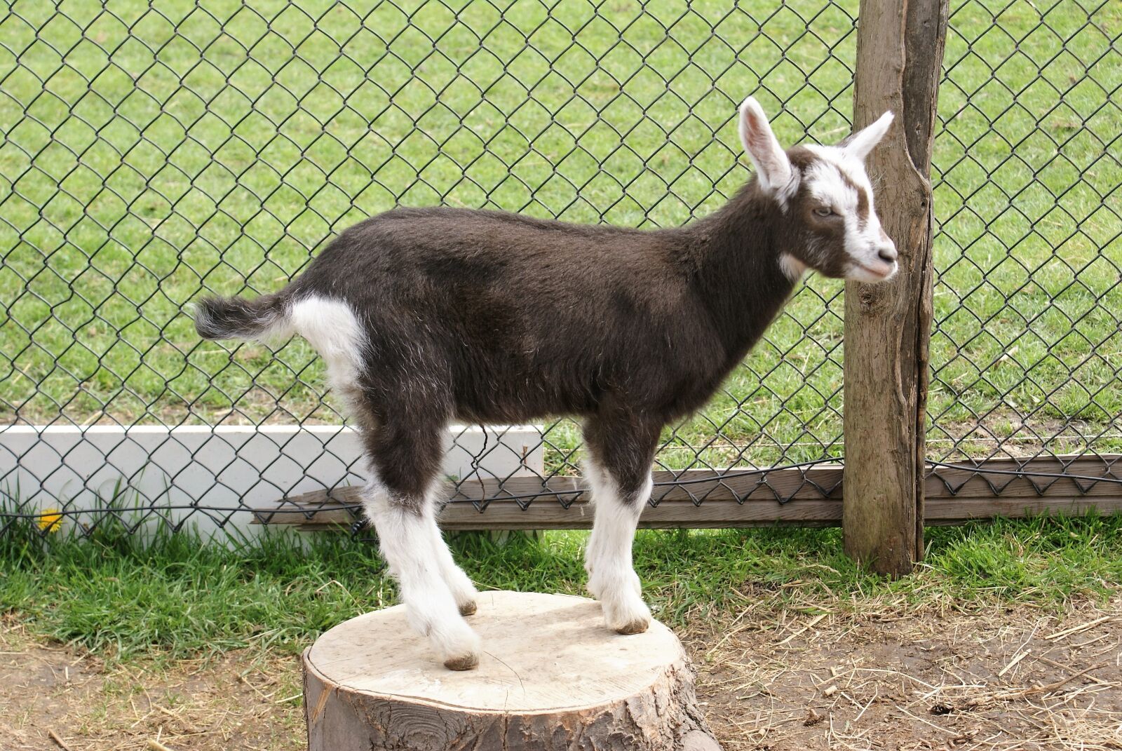 Sony Alpha DSLR-A300 sample photo. Young, goat, baby photography