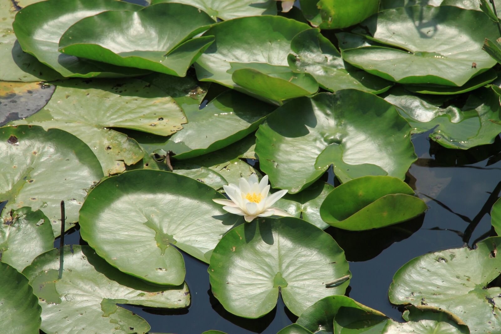 Canon EOS 500D (EOS Rebel T1i / EOS Kiss X3) sample photo. Pond, water lilies, nature photography