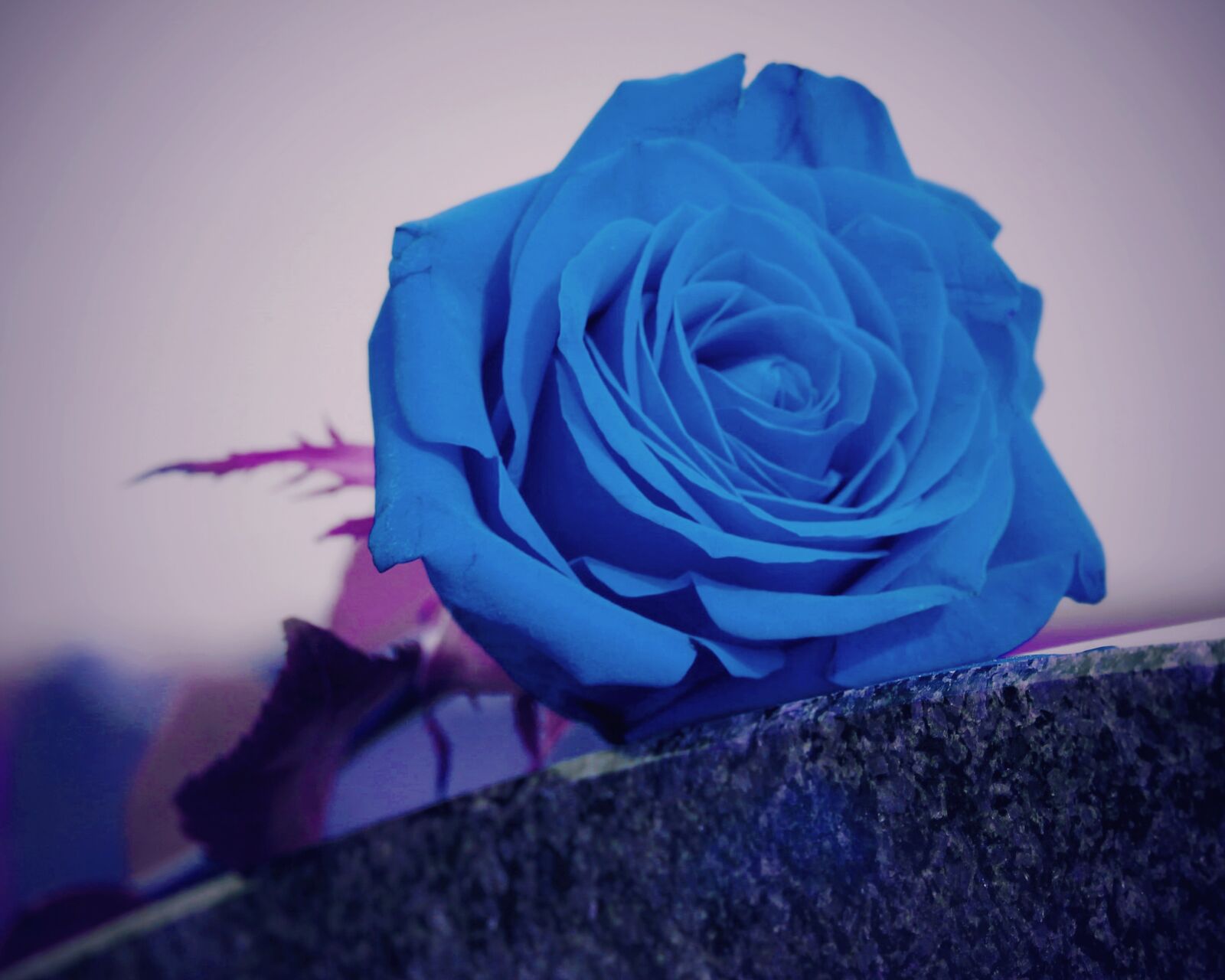 Canon EOS 550D (EOS Rebel T2i / EOS Kiss X4) sample photo. Blue rose on grave photography