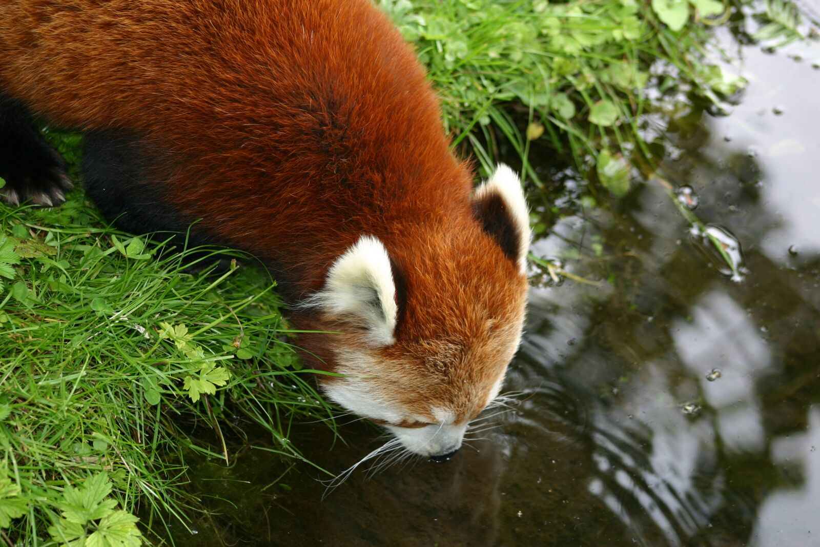 Canon EOS 300D (EOS Digital Rebel / EOS Kiss Digital) sample photo. Redpanda, drinking, animal photography