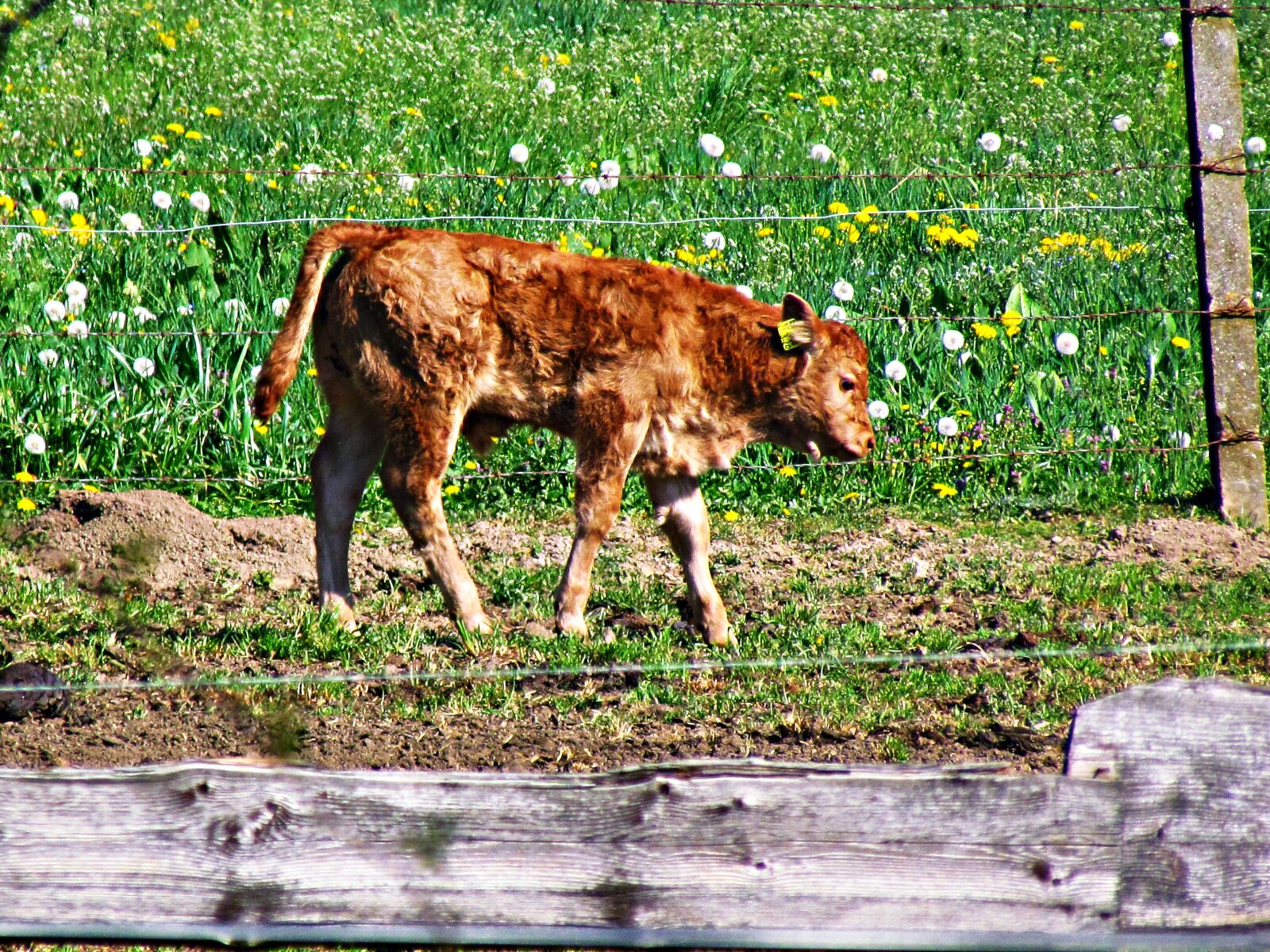 Canon PowerShot SX30 IS sample photo. Cow, calf, meadow photography