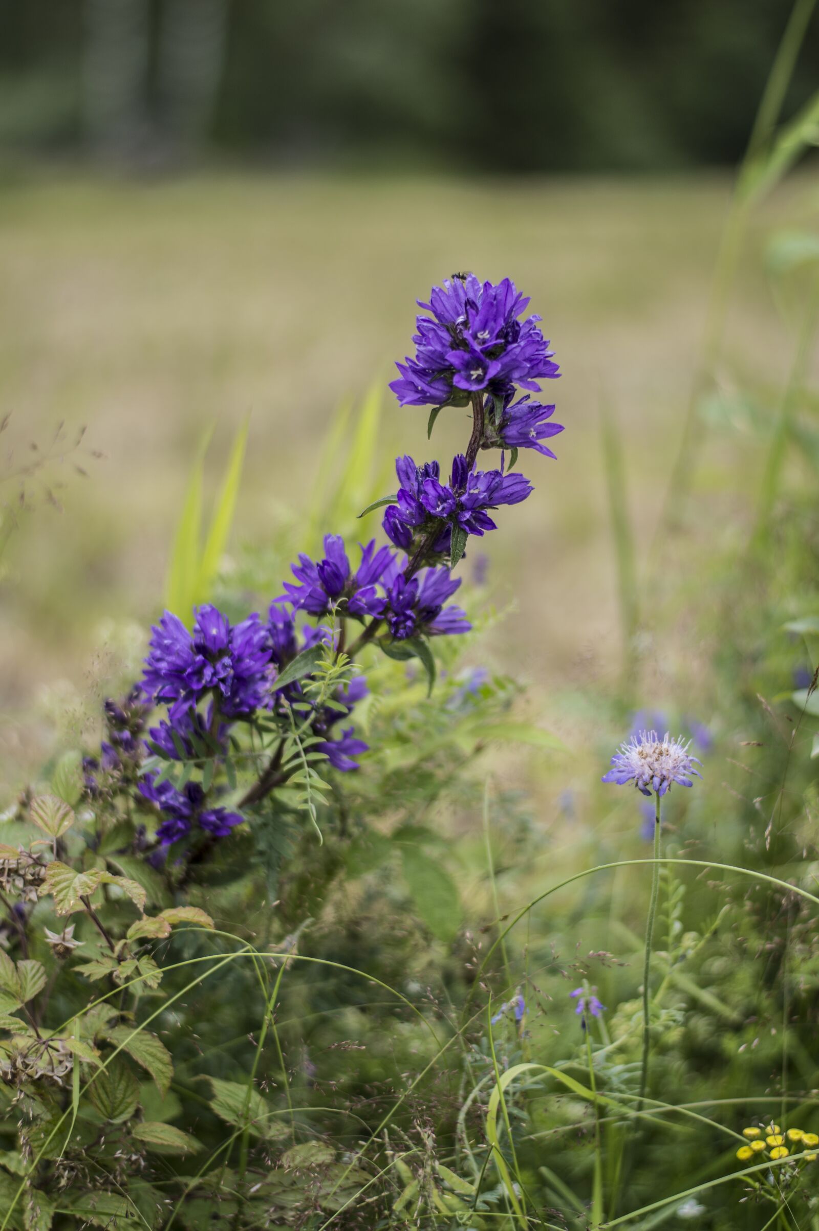 Nikon D3200 sample photo. Field, field flowers, nature photography