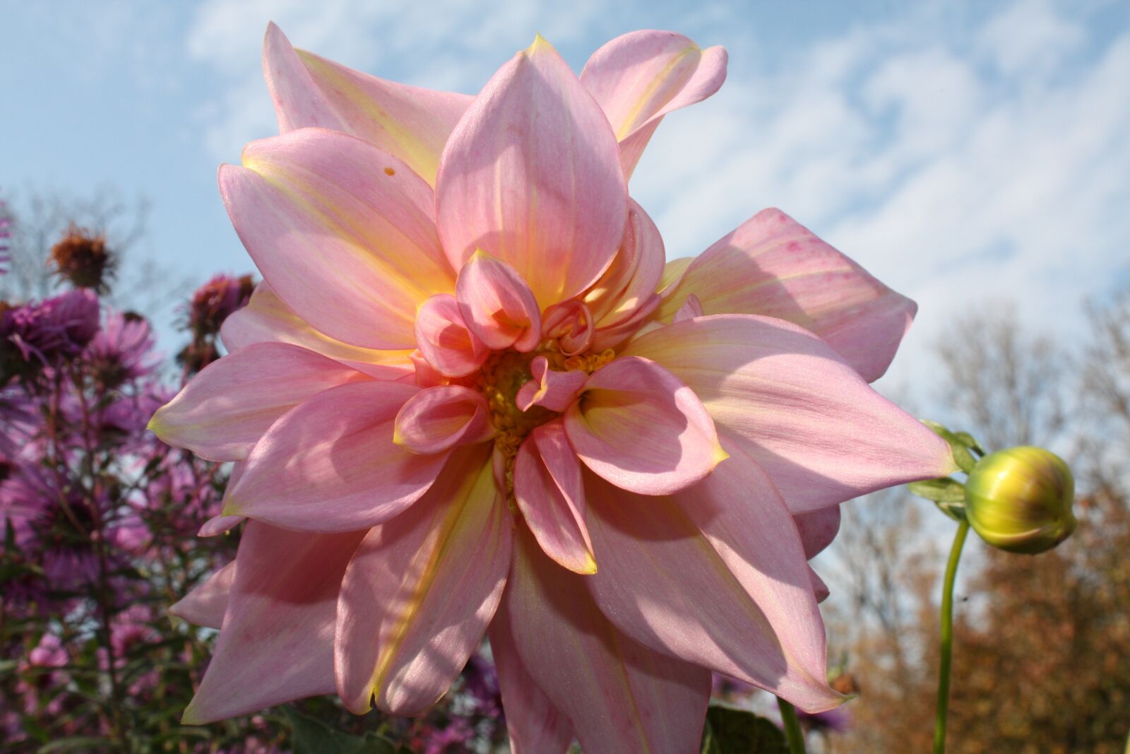 Canon EOS 450D (EOS Rebel XSi / EOS Kiss X2) sample photo. Dahlia, autumn, garden photography