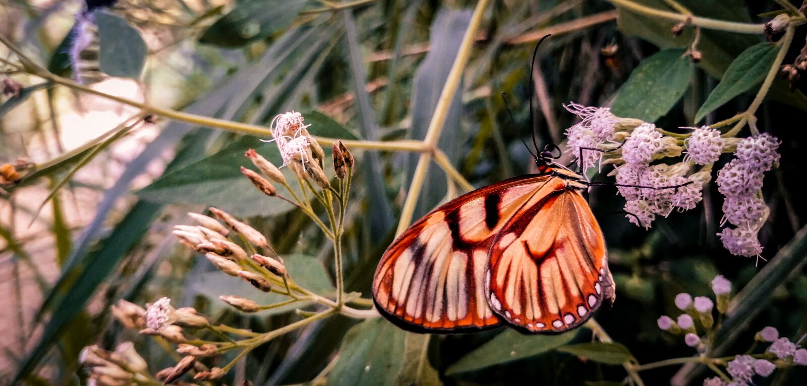 HUAWEI SNE-LX3 sample photo. Butterfly, flower, flowers photography