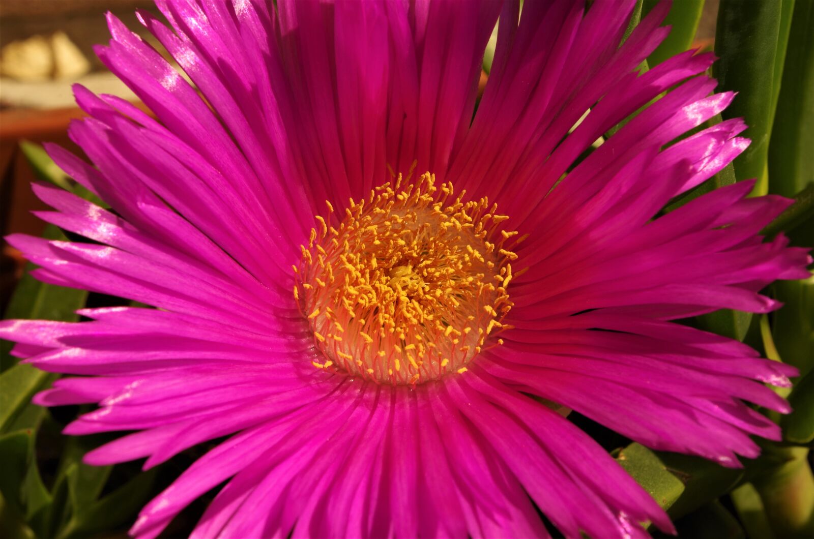 Pentax K-50 sample photo. Flower, spring, macro photography