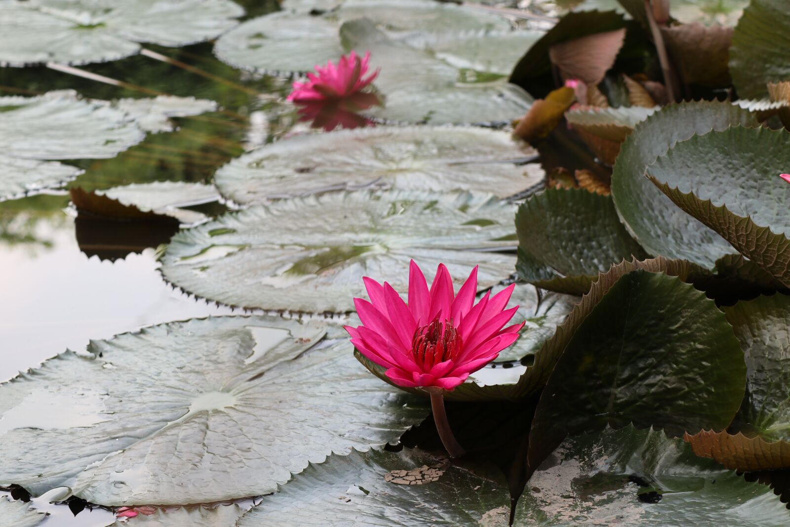 Canon EOS M6 sample photo. Multiple, waterlily, pink photography