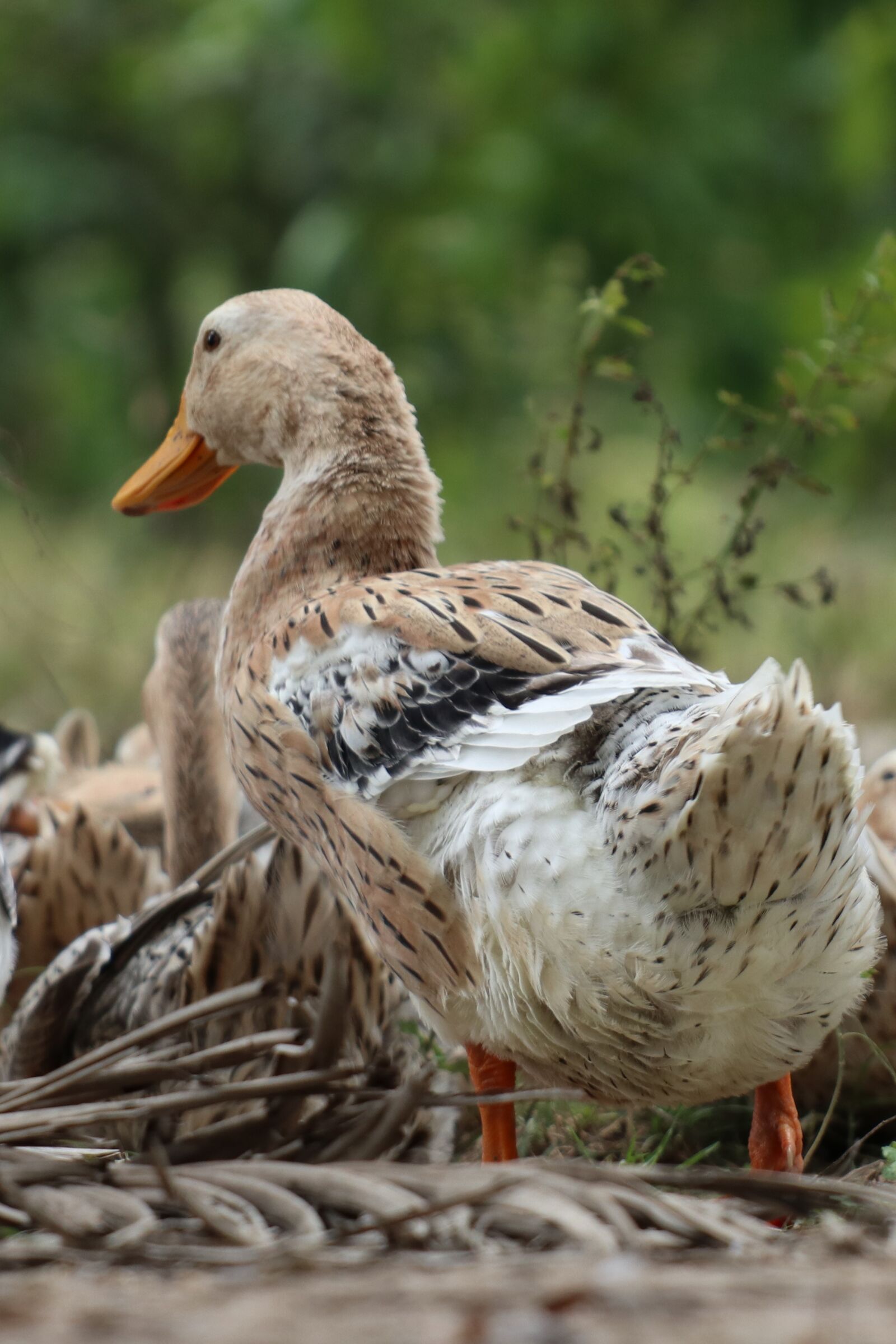 Canon EOS M6 sample photo. One brown duck, land photography