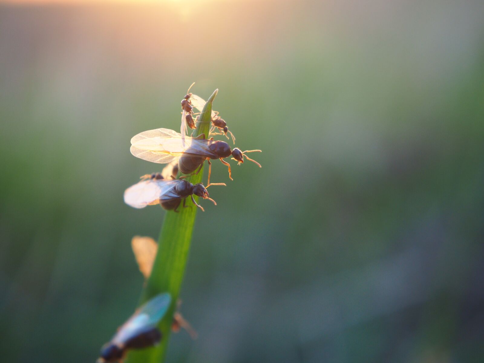 Olympus OM-D E-M10 sample photo. Ant, flying ant, ants photography
