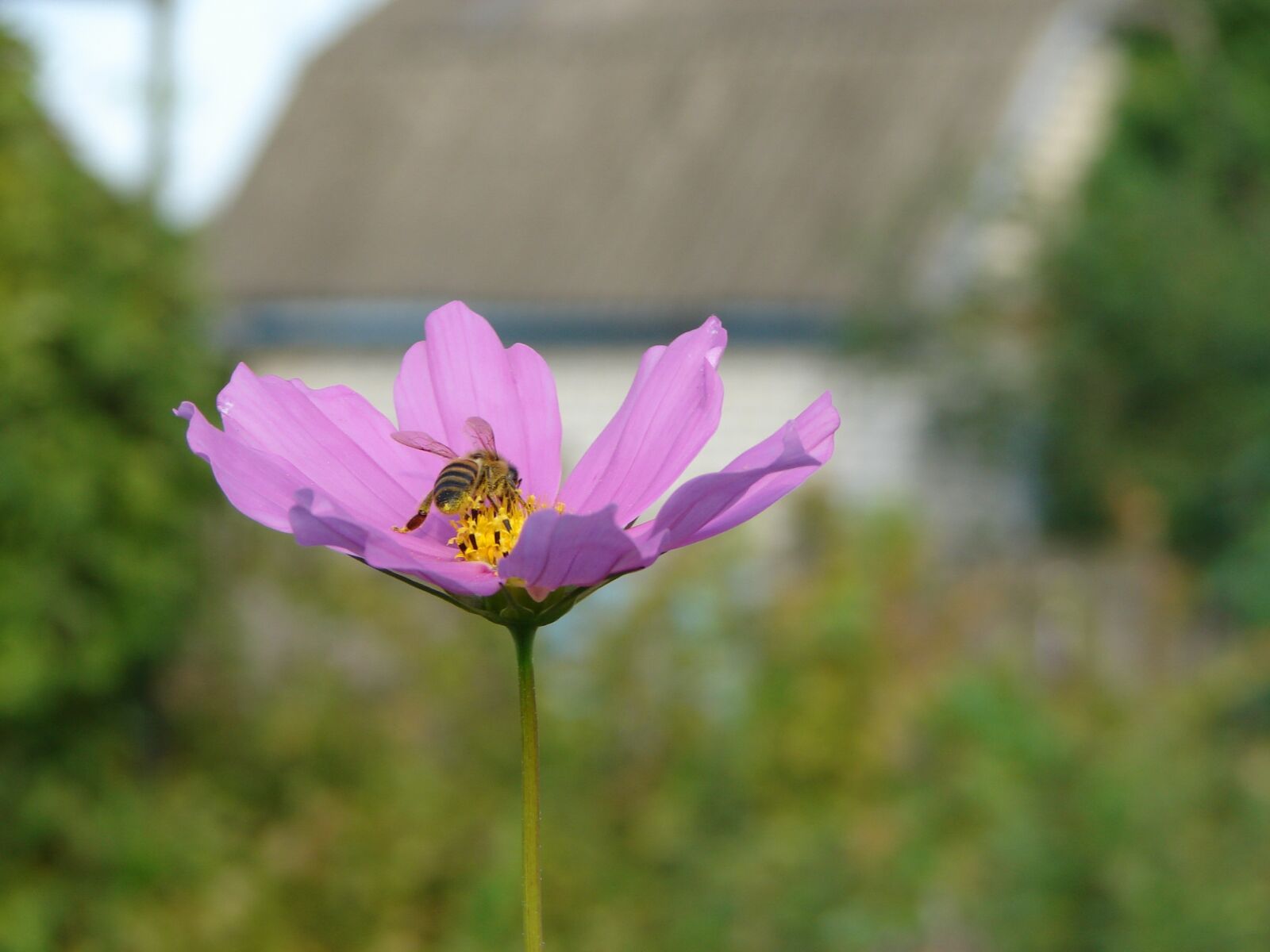 Sony DSC-H2 sample photo. Bee, flower, summer photography
