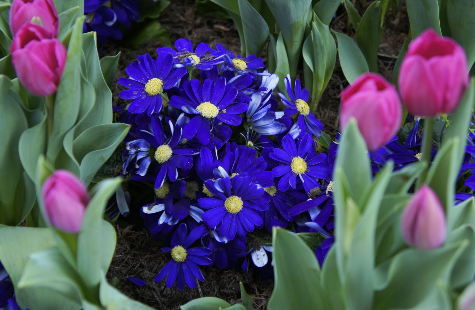 Sony Alpha NEX-5 sample photo. Flowers, blue, garden photography