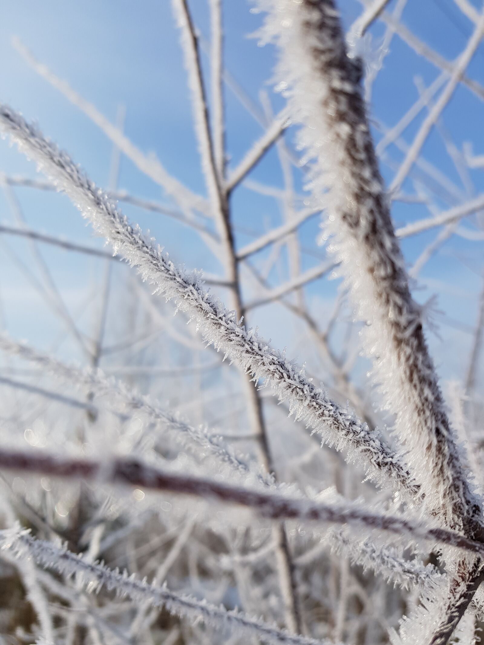Samsung Galaxy S8 sample photo. Nature, frost, outdoors photography