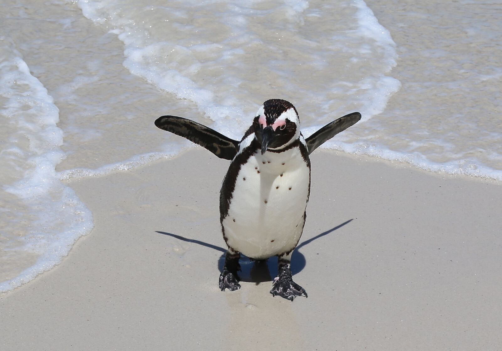 Canon EOS 70D sample photo. Penguin, cape, boulders photography