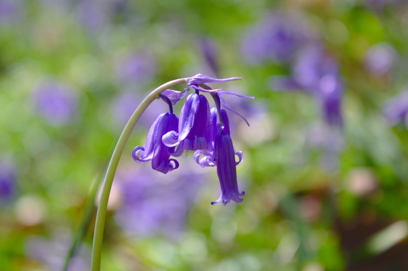 Canon EOS 50D sample photo. Bluebell, spring, flower photography
