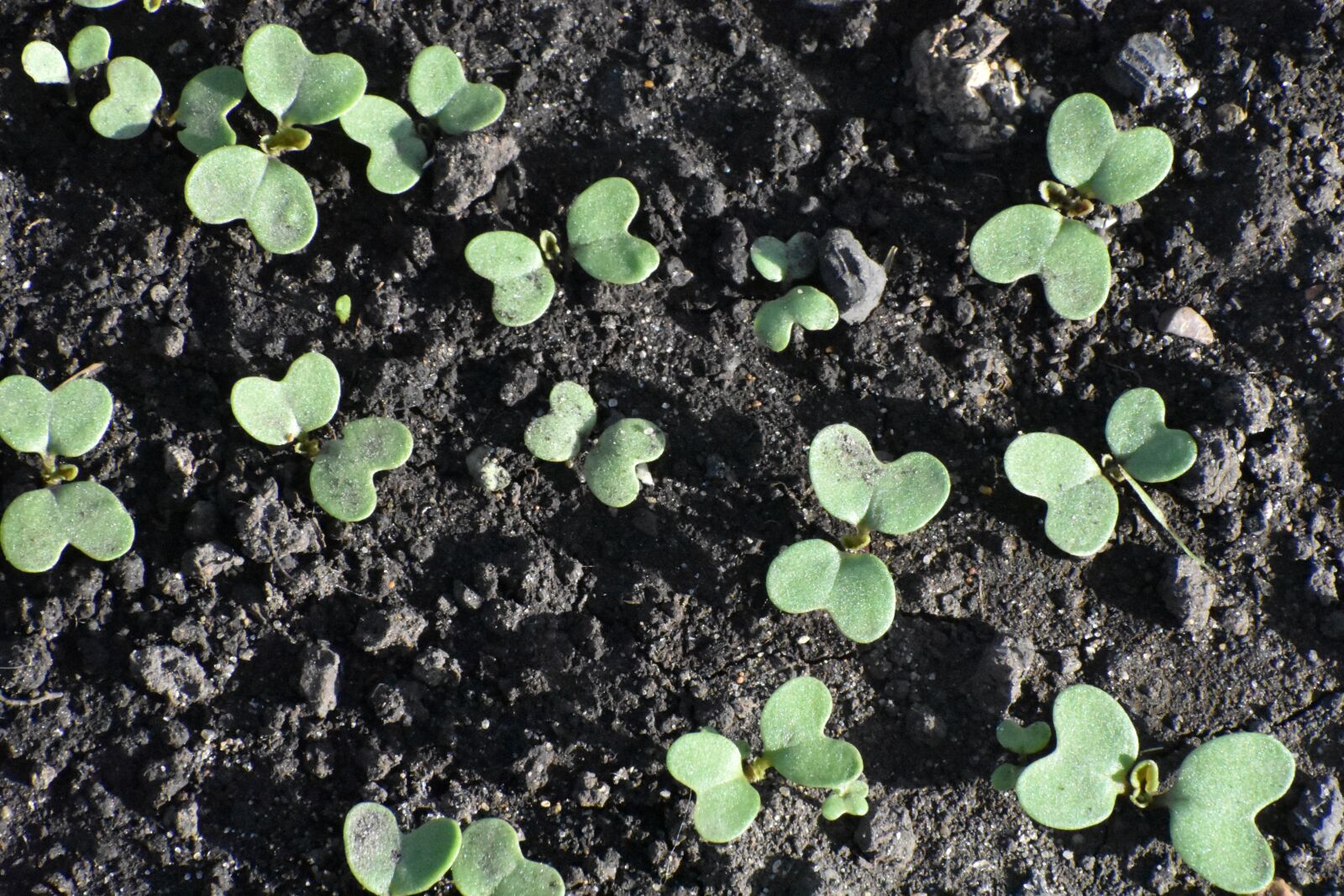Nikon D3400 sample photo. Spring, sprouts, shoots photography