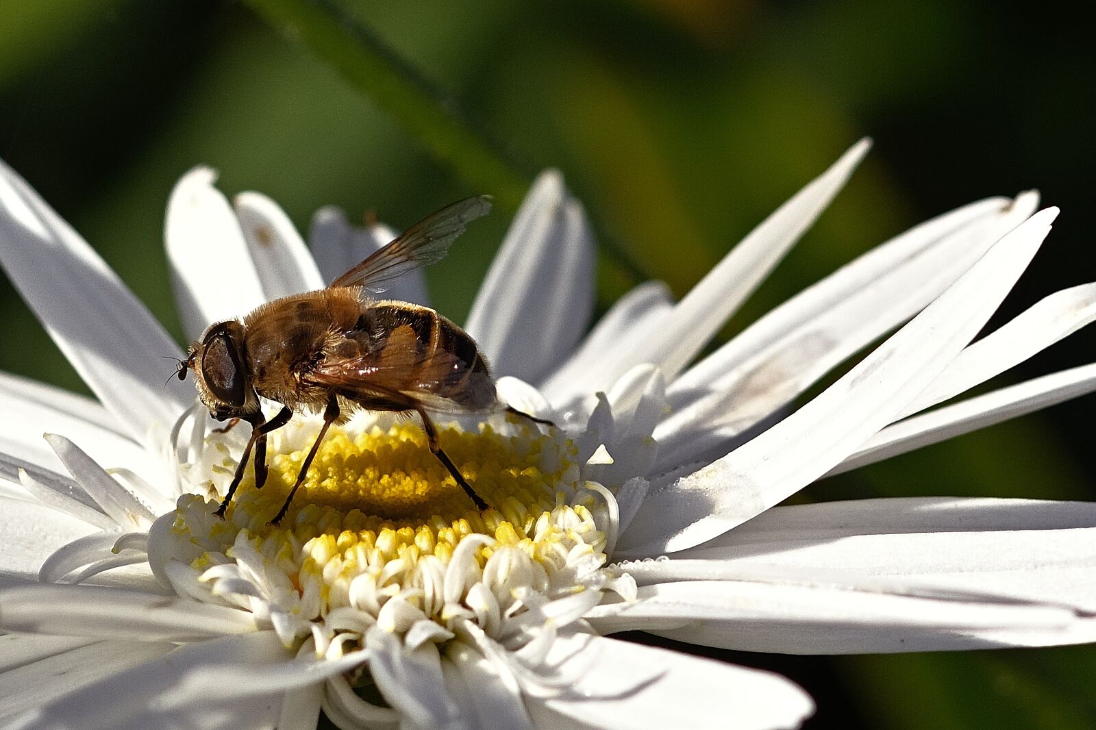 Nikon D5200 sample photo. Hoverfly, insect, bug photography