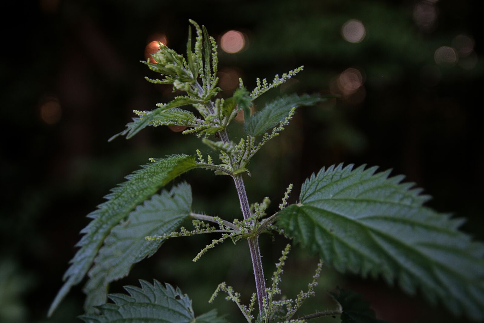 Canon EOS 70D sample photo. Brennessel, night, stinging nettle photography