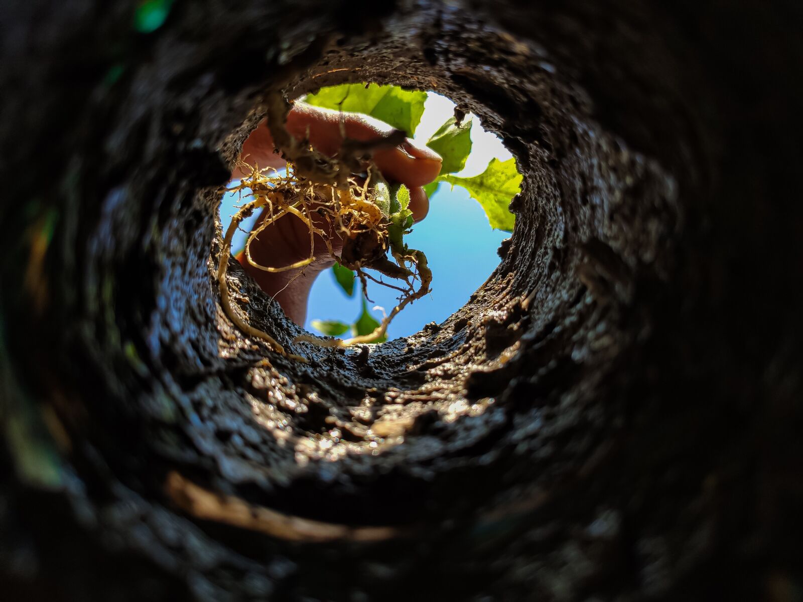 Xiaomi Redmi K20 Pro sample photo. Plant, hole, sky photography