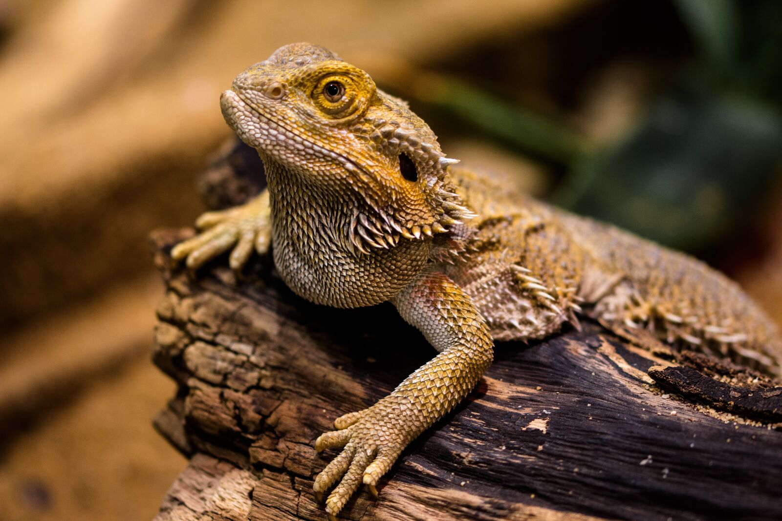 Canon EOS 70D sample photo. Lizard, agame, reptile photography