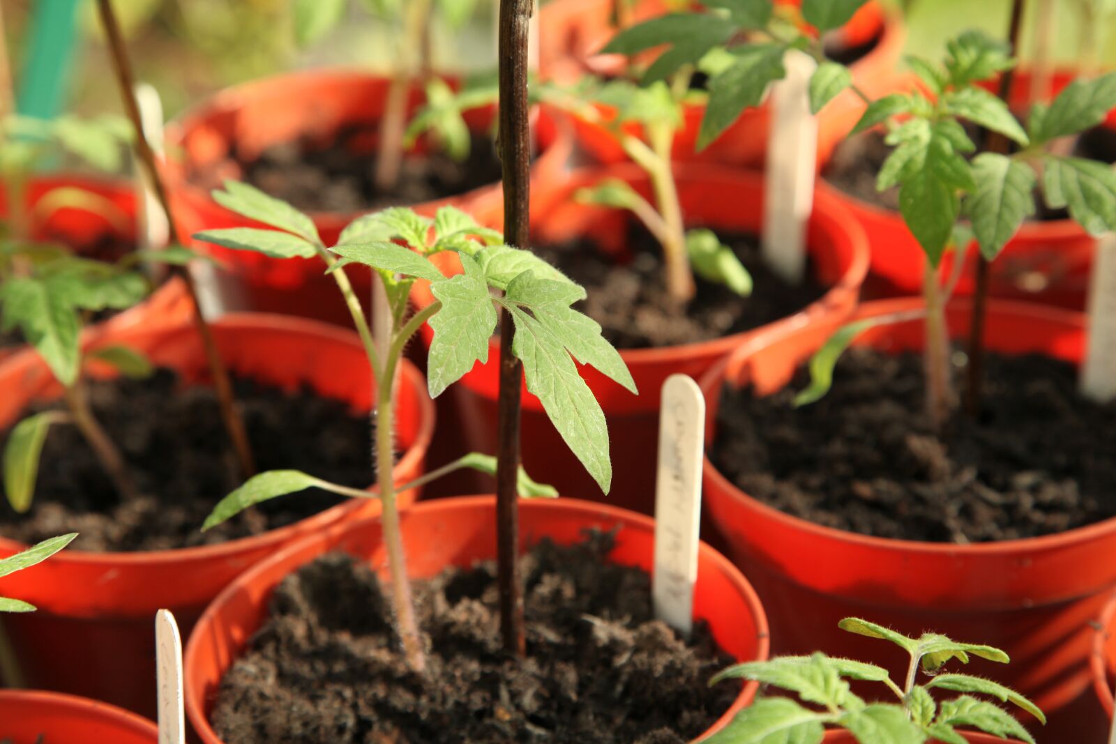 Canon EOS 5D Mark II sample photo. Seedling, gardening, greenhouse photography