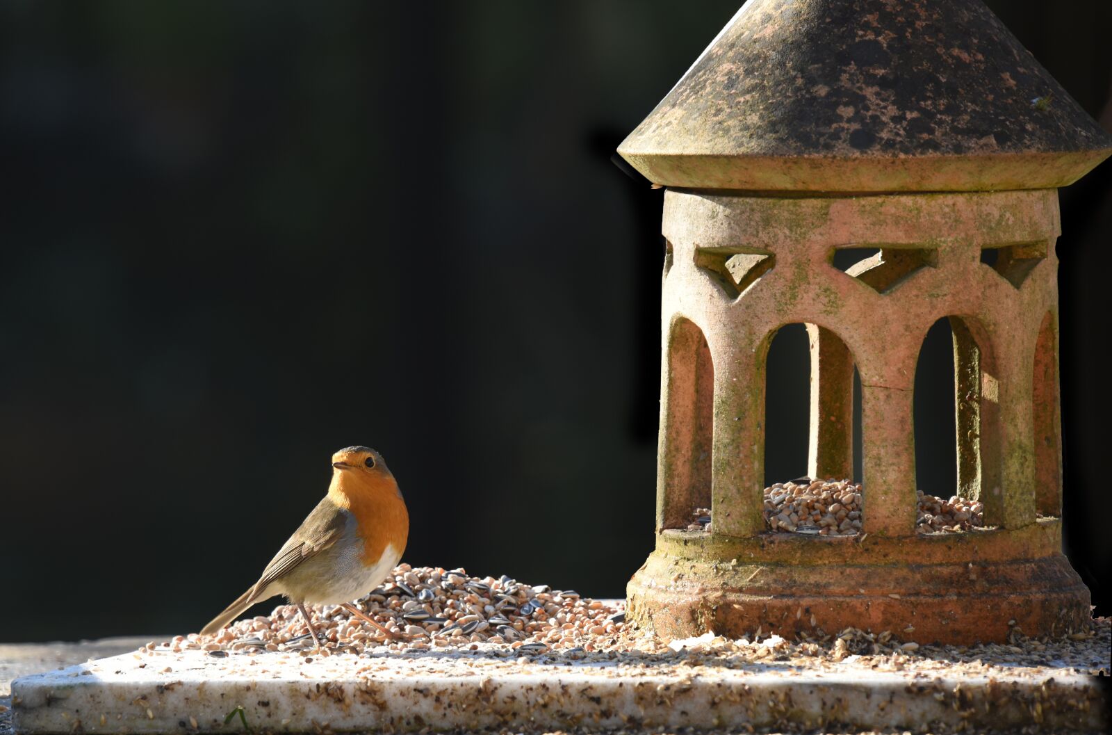 Nikon D810 sample photo. Bird, robin, nature photography