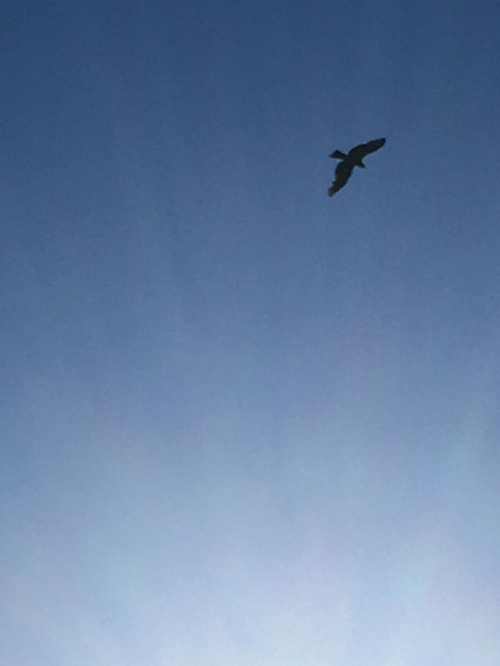 iPhone SE back camera 4.15mm f/2.2 sample photo. Sky, bird, free photography