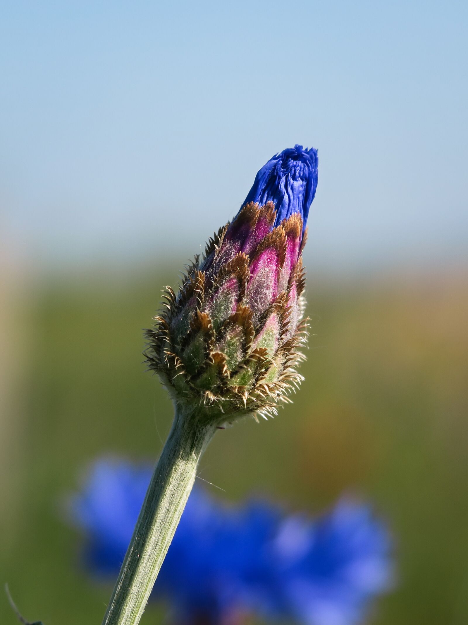 Canon PowerShot G3 X sample photo. Cornflower, bud, blue photography