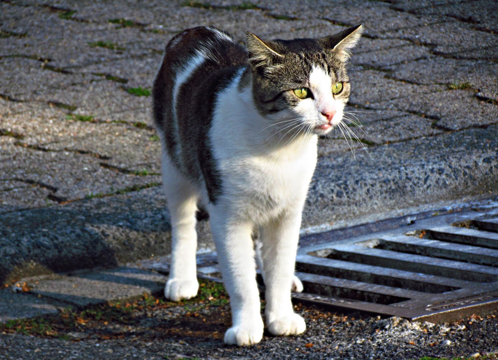 Canon PowerShot SX30 IS sample photo. Cat, kitten, tomcat photography