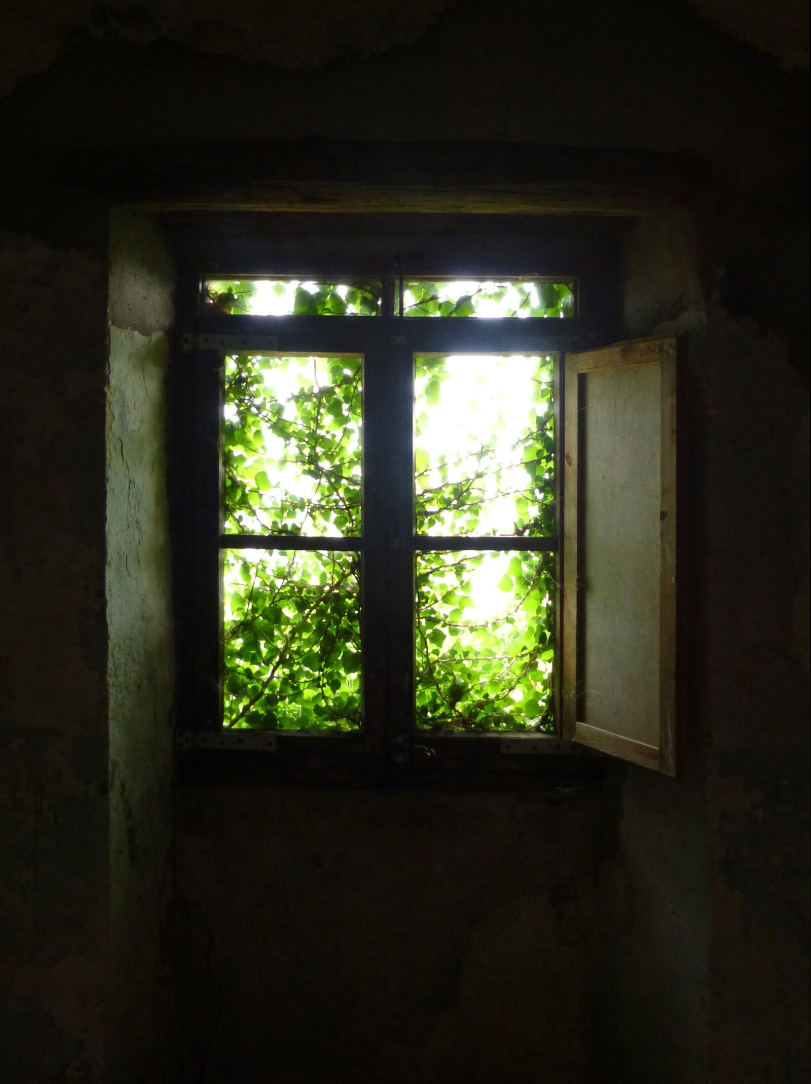 Panasonic DMC-FZ62 sample photo. "Window, weed, abandoned" photography