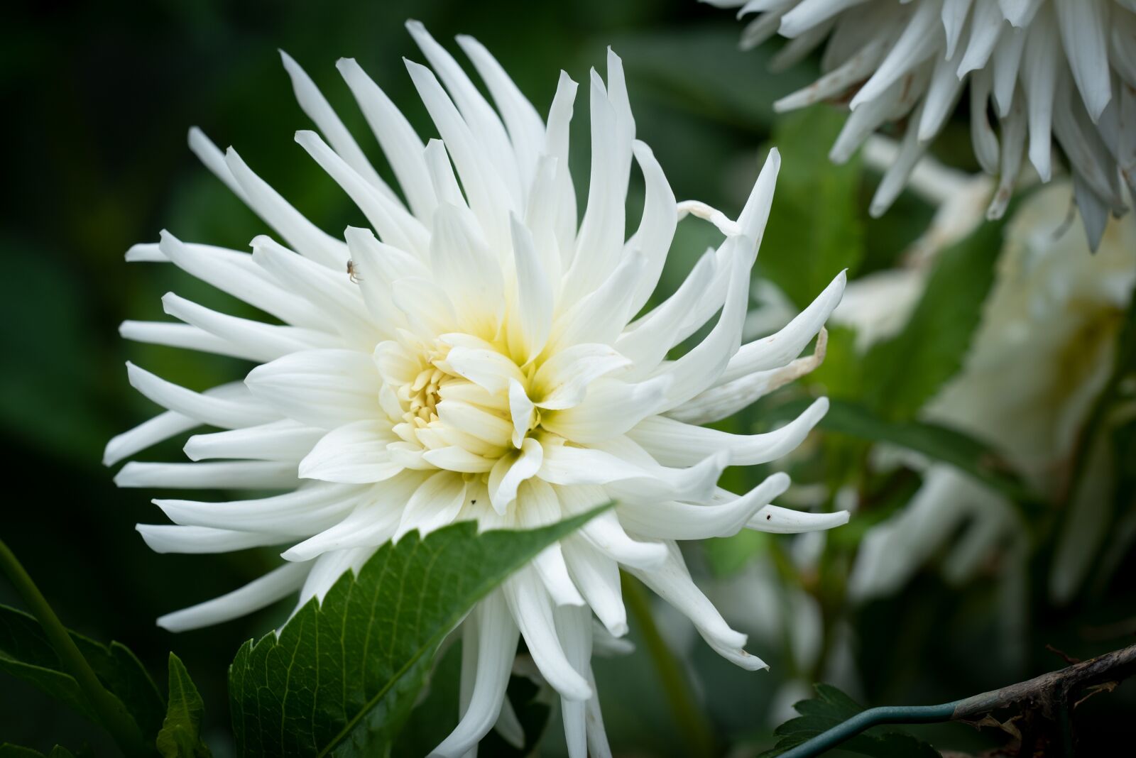 Nikon D750 sample photo. Flower, blossom, bloom photography