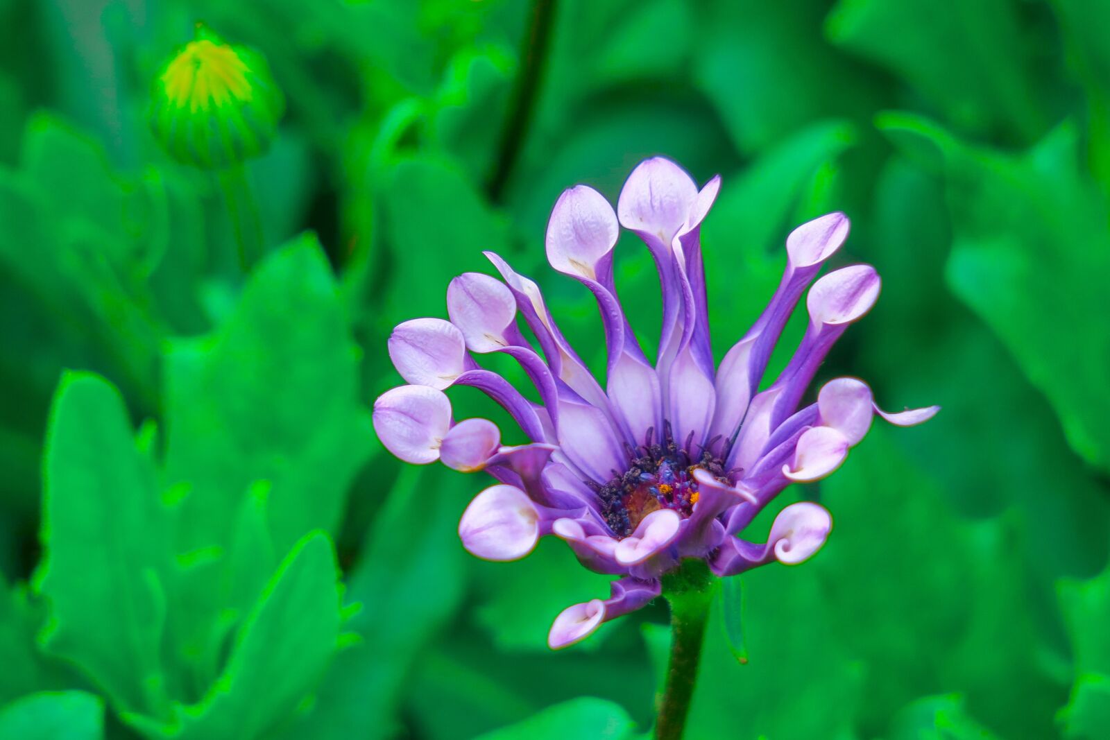Canon PowerShot G3 X sample photo. Flower, wild flower, bloom photography