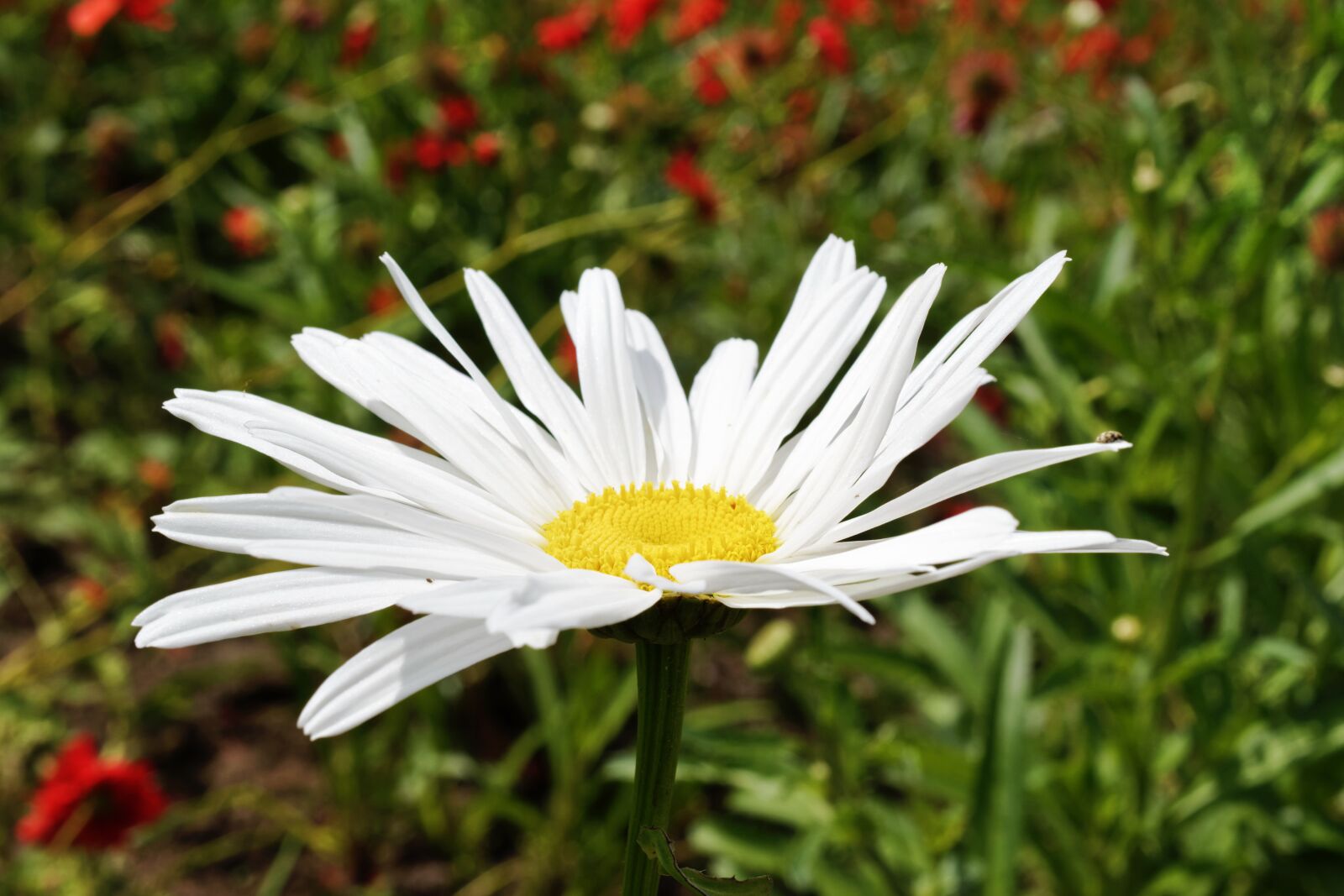 Nikon D5300 sample photo. Flower, daisy, the white photography