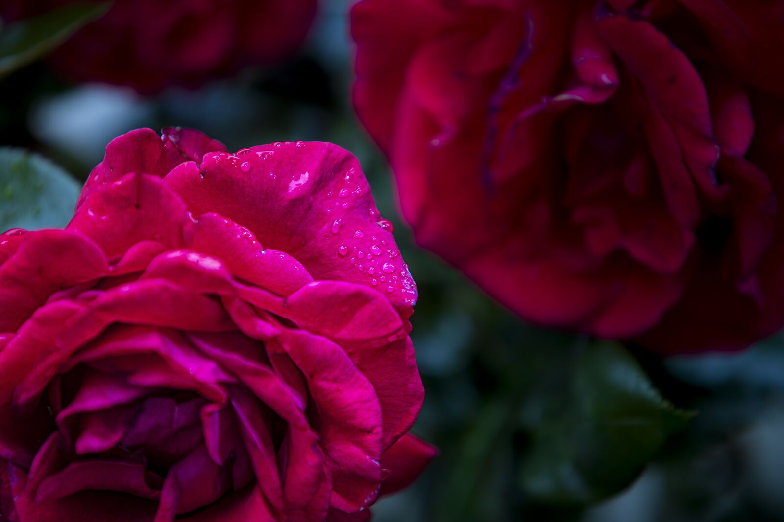 Sigma 70-200mm F2.8 EX DG OS HSM sample photo. Pink, flower, flowers photography