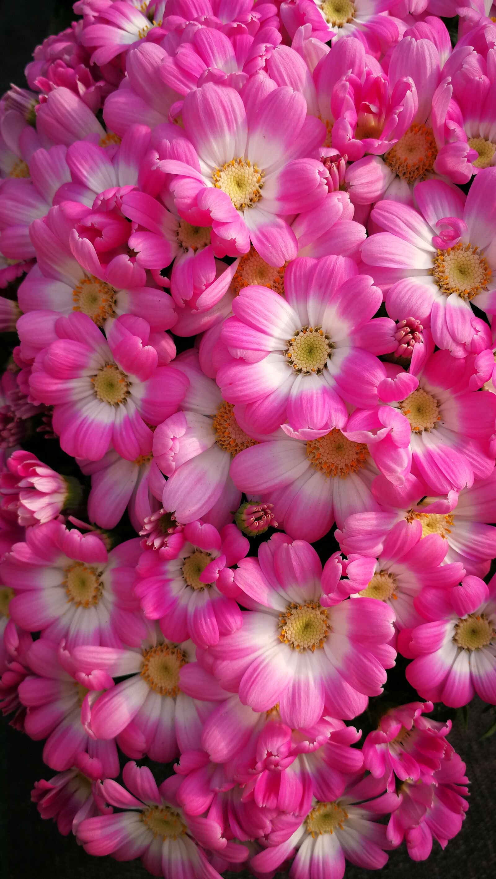 HUAWEI P10 sample photo. Flowers, rosa, beauty photography